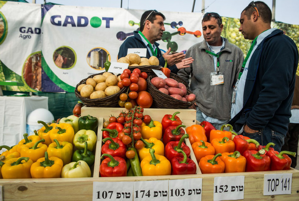 התערוכה החקלאית